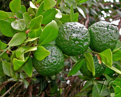 Australian lime 